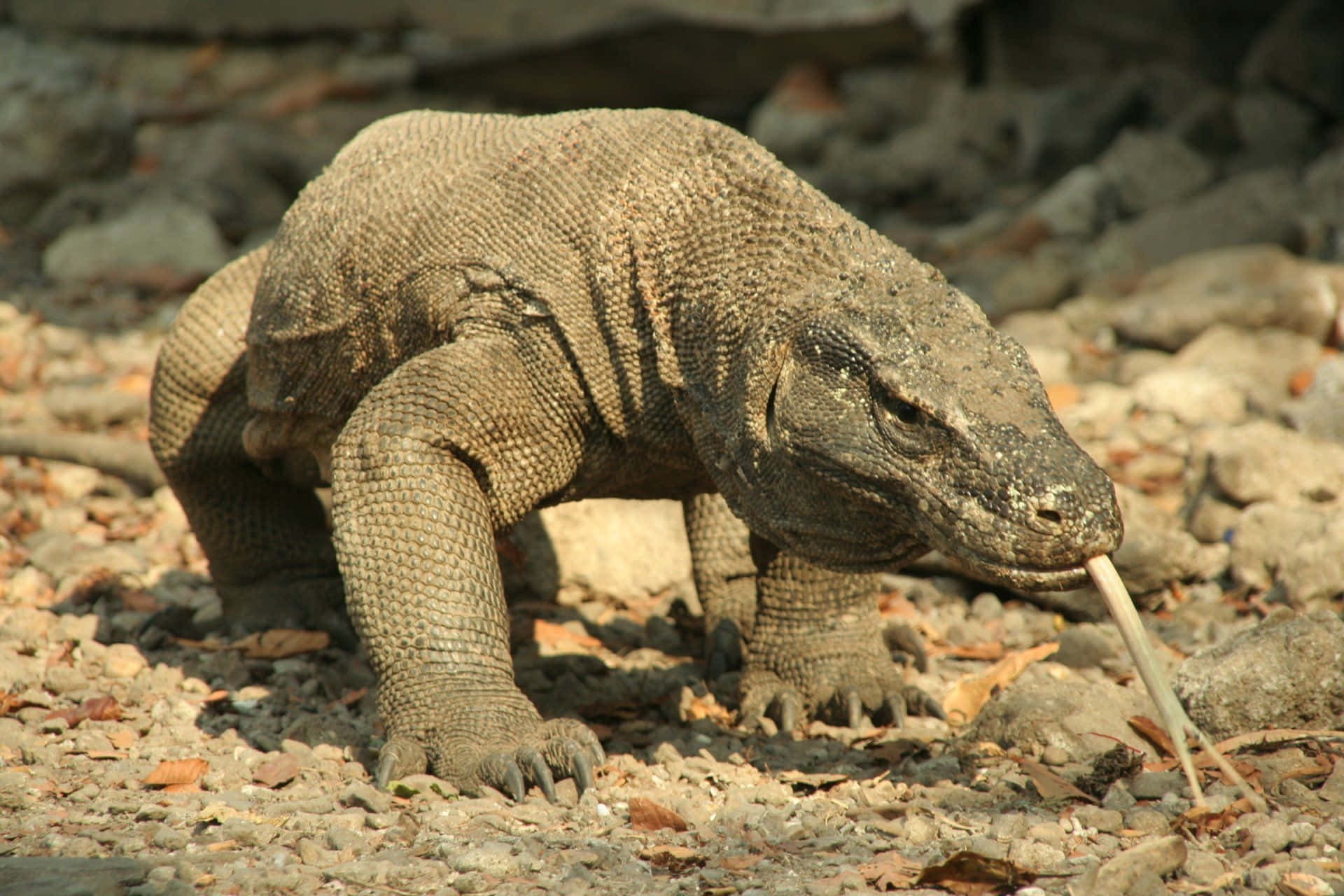 Komodo Dragon, a Rare and Majestic Animal