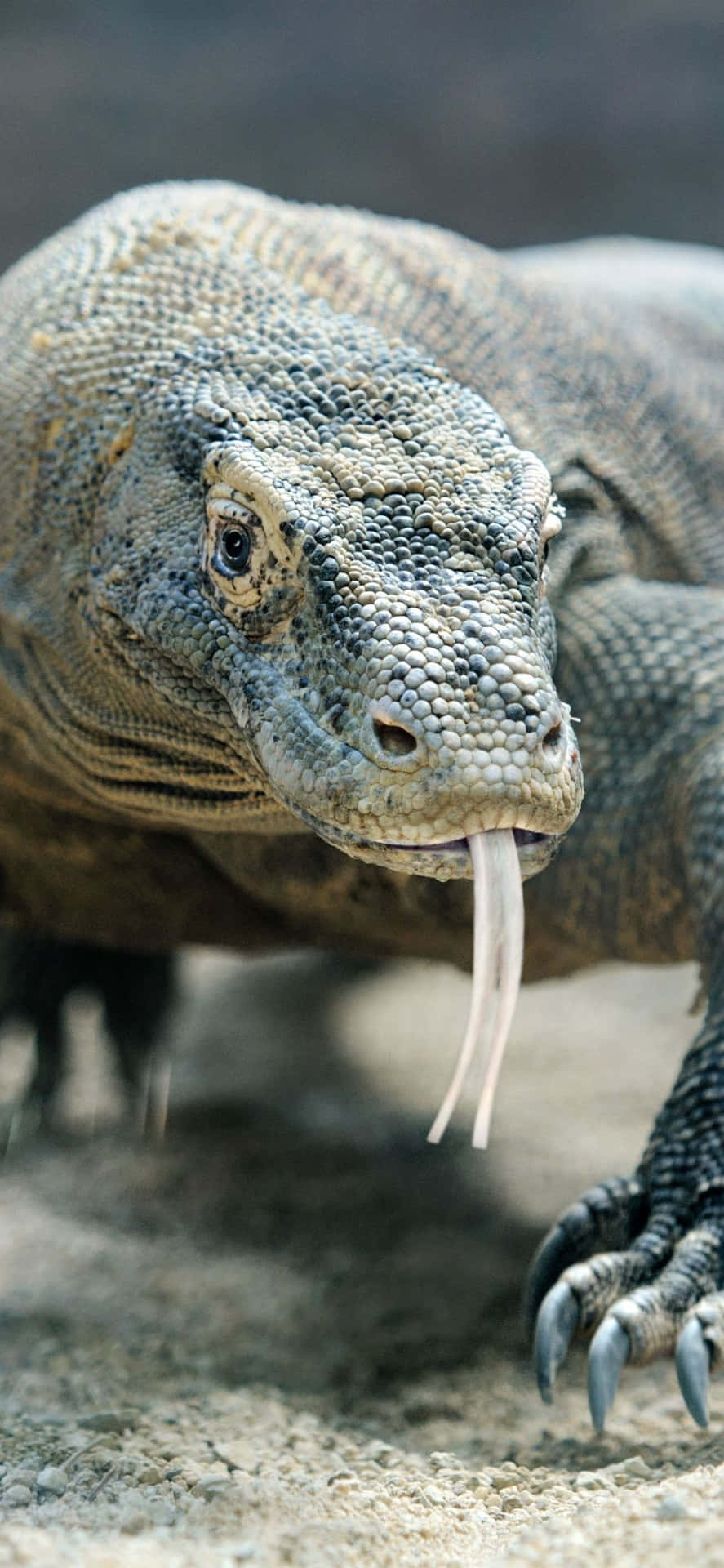 A Large Lizard With Its Mouth Open