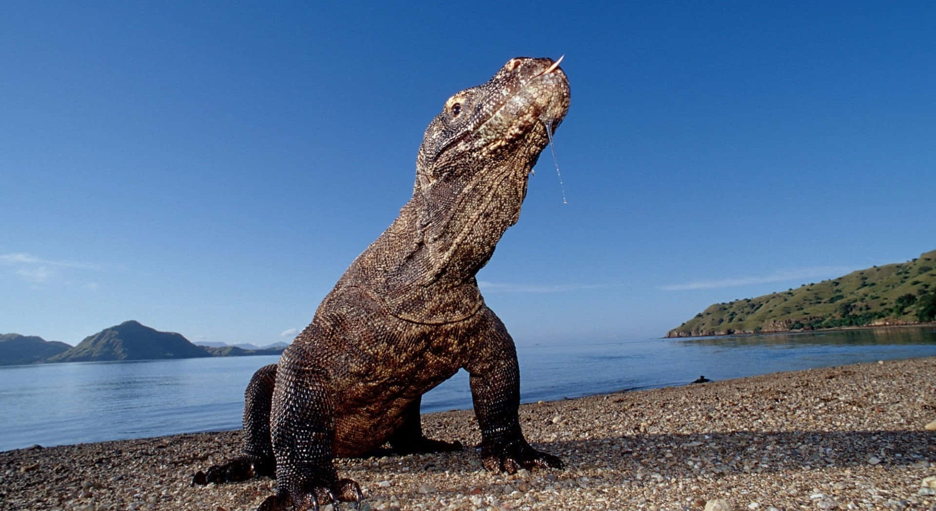 The Komodo Dragon, A Relict Of Ancient Earth