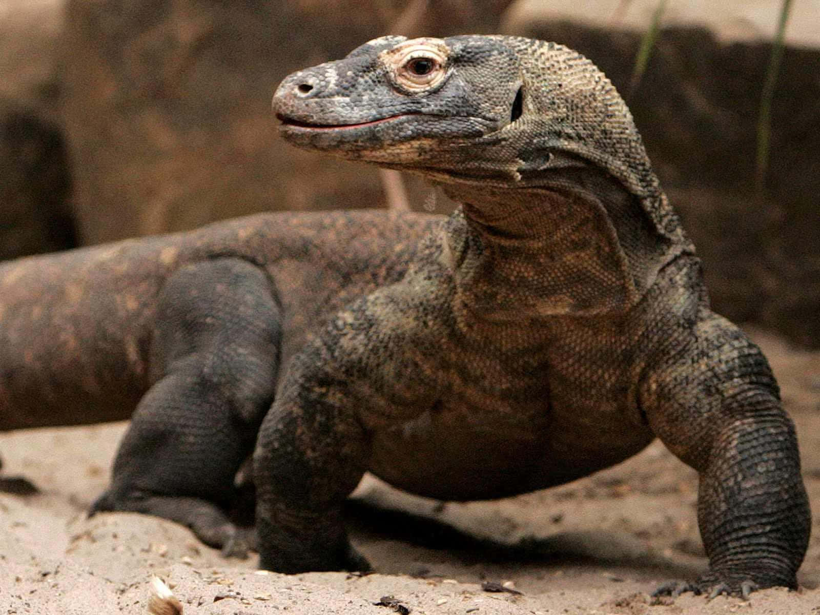 Image  Komodo Dragon in its natural habitat