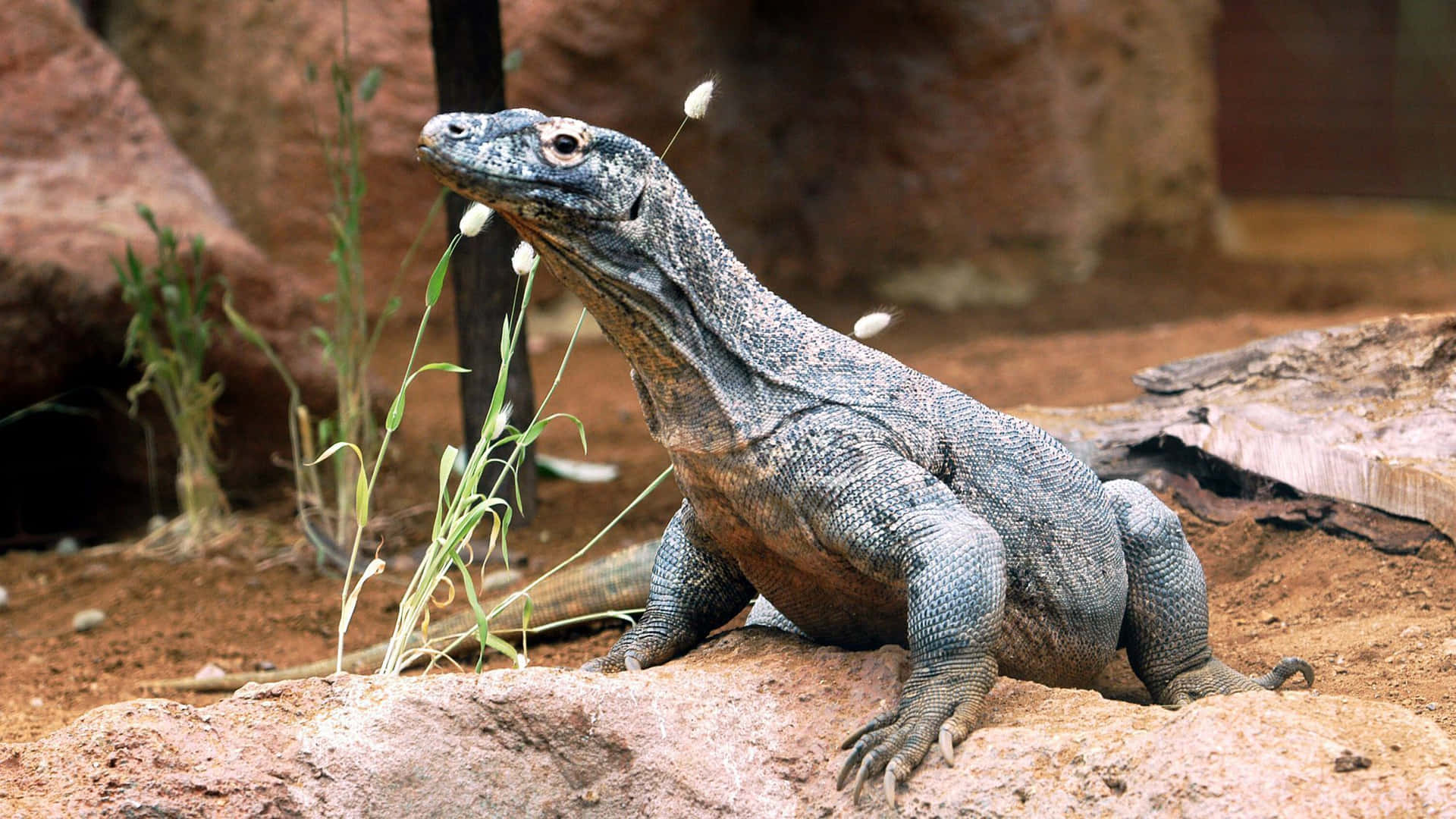 "A Komodo Dragon looking out into its natural habitat"
