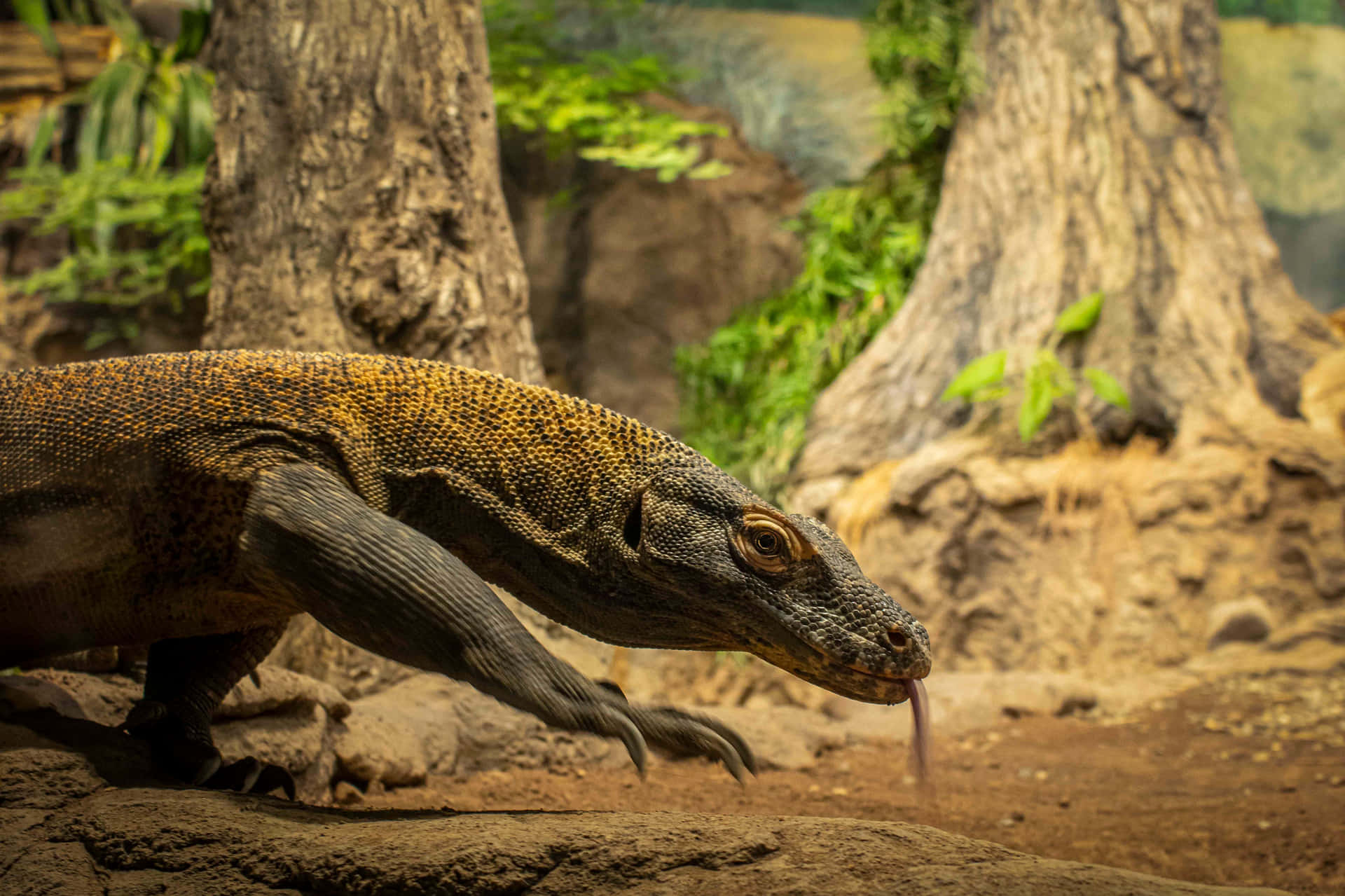 Komodo Dragon Woodland Park Zoo Wallpaper