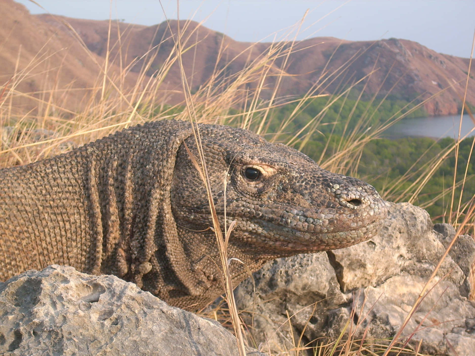 Komodo Dragonin Natural Habitat.jpg Wallpaper