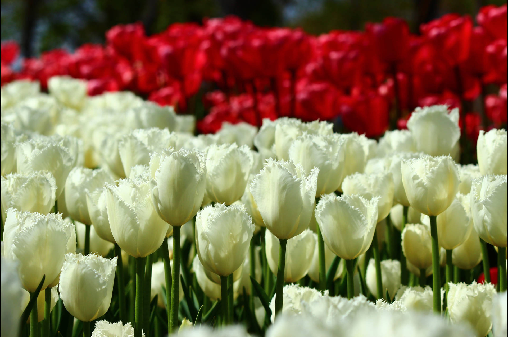 Konya Red And White Tulips