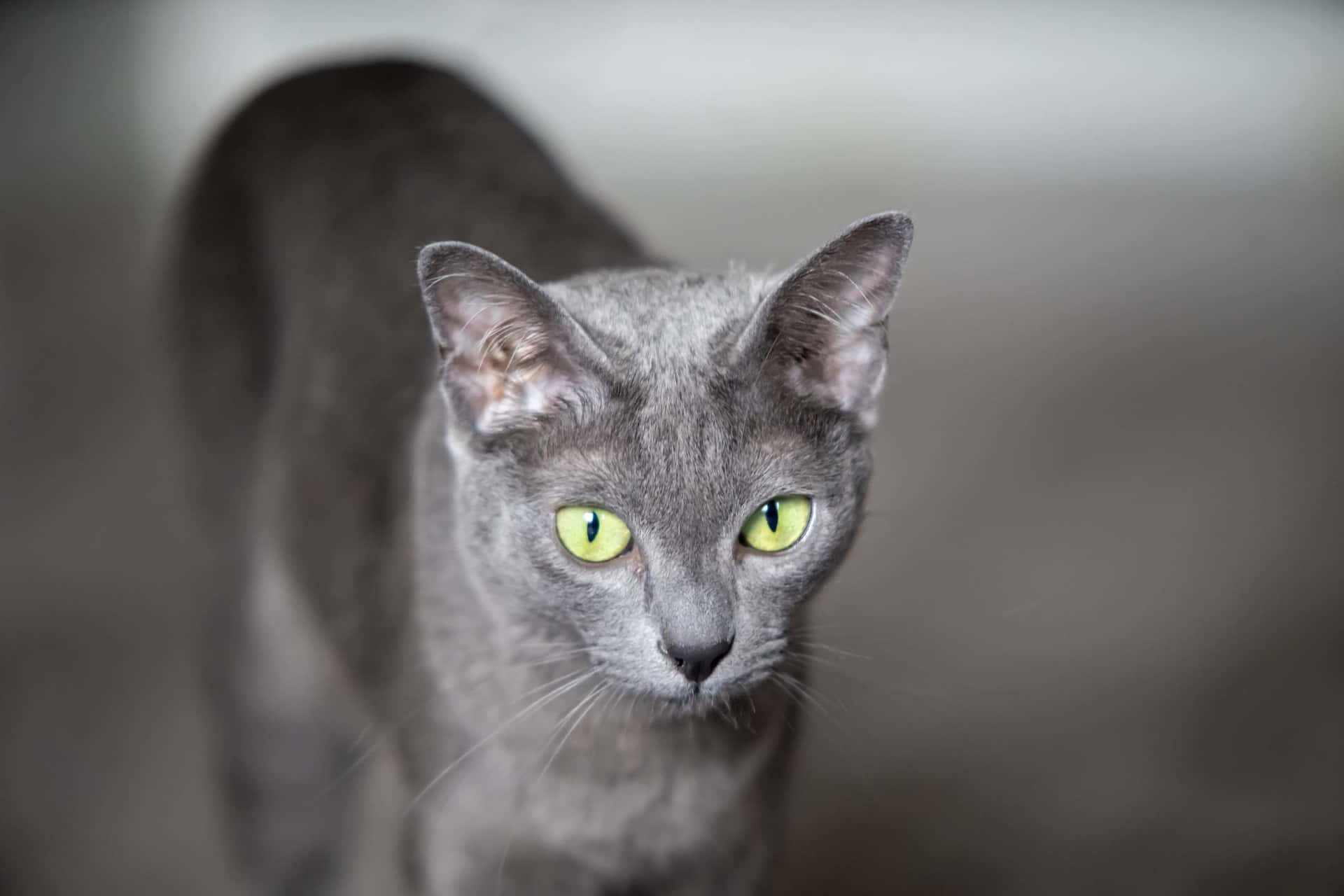 Majestuosogato Korat Sobre Un Fondo Oscuro Fondo de pantalla