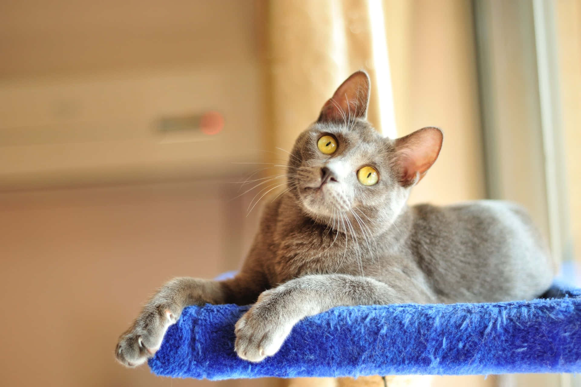 Majestic Korat cat posing for the camera Wallpaper