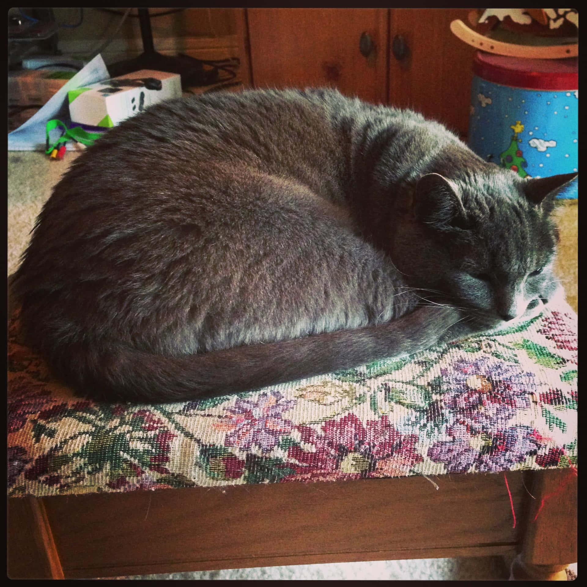 Adorable Korat Cat Relaxing on a Wooden Surface Wallpaper