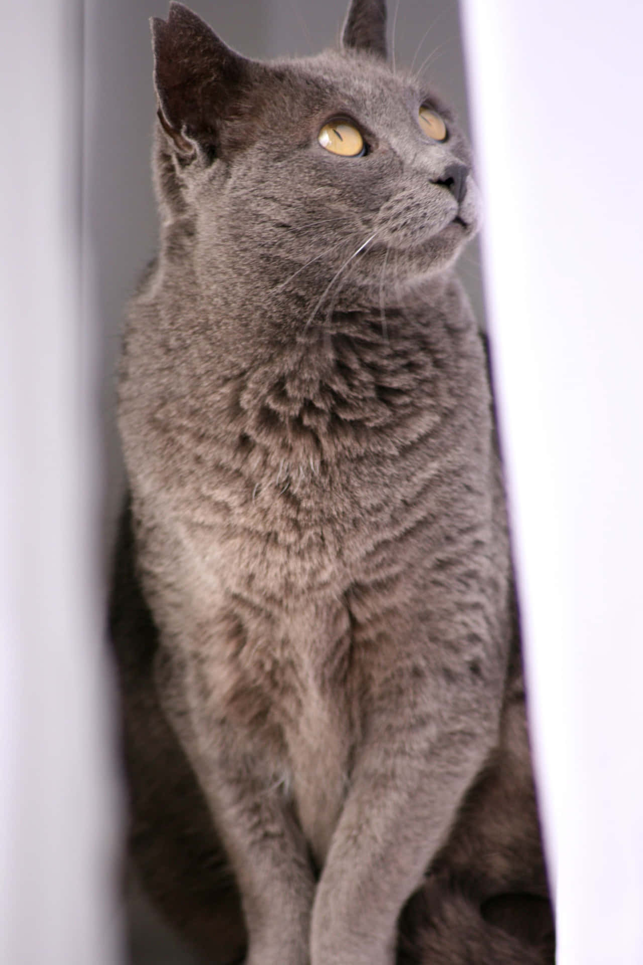 Beautiful Korat Cat Posing Elegantly Wallpaper