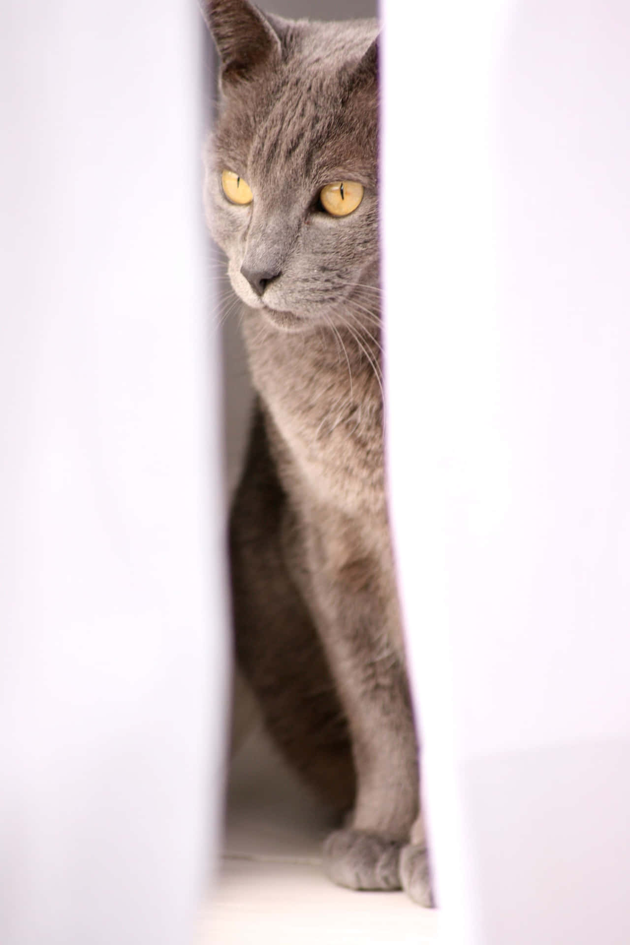 Graceful Korat cat posing for a portrait Wallpaper