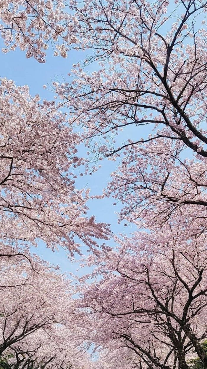 Fondosde Pantalla De Cerezos En Flor En Corea En Modo Vertical. Fondo de pantalla