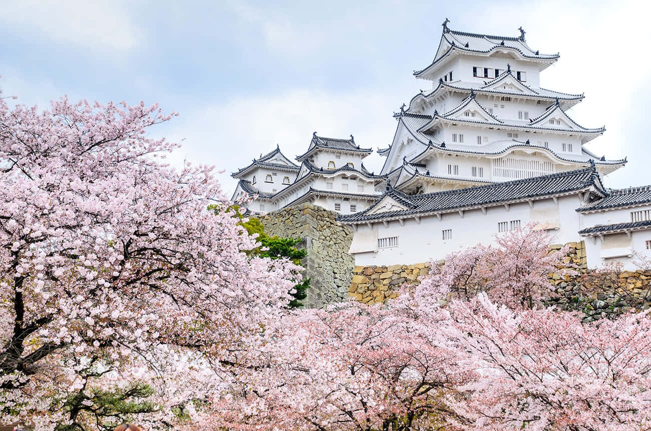 Körsbärsblomi Himeji-slottsbilden.
