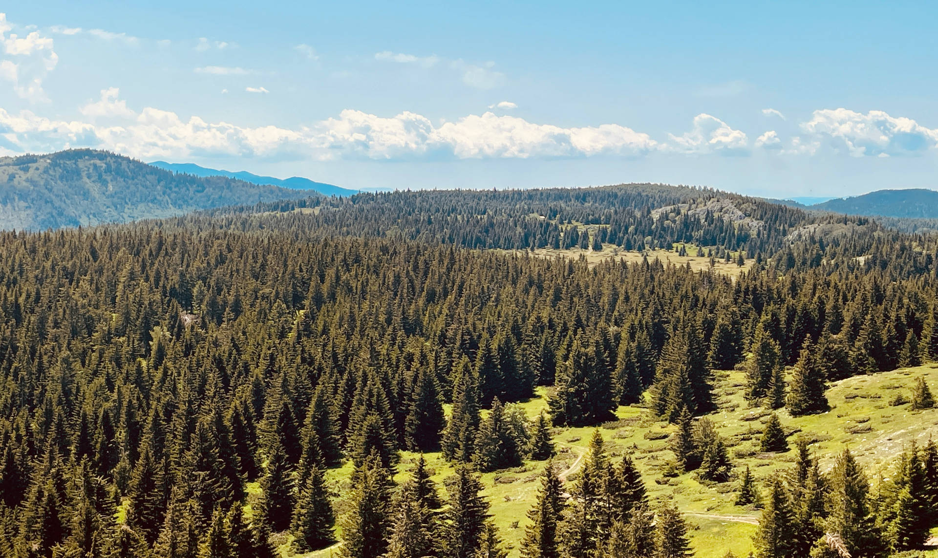Kosovo Pine Trees On Mountain Background