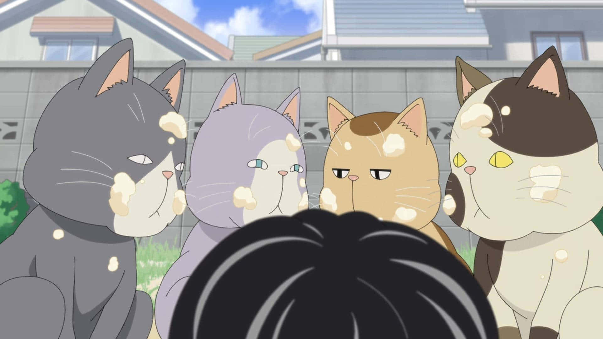 A Group Of Cats Are Standing In A Yard