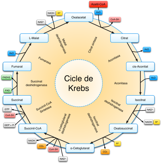 Krebs Cycle Diagram Spanish PNG