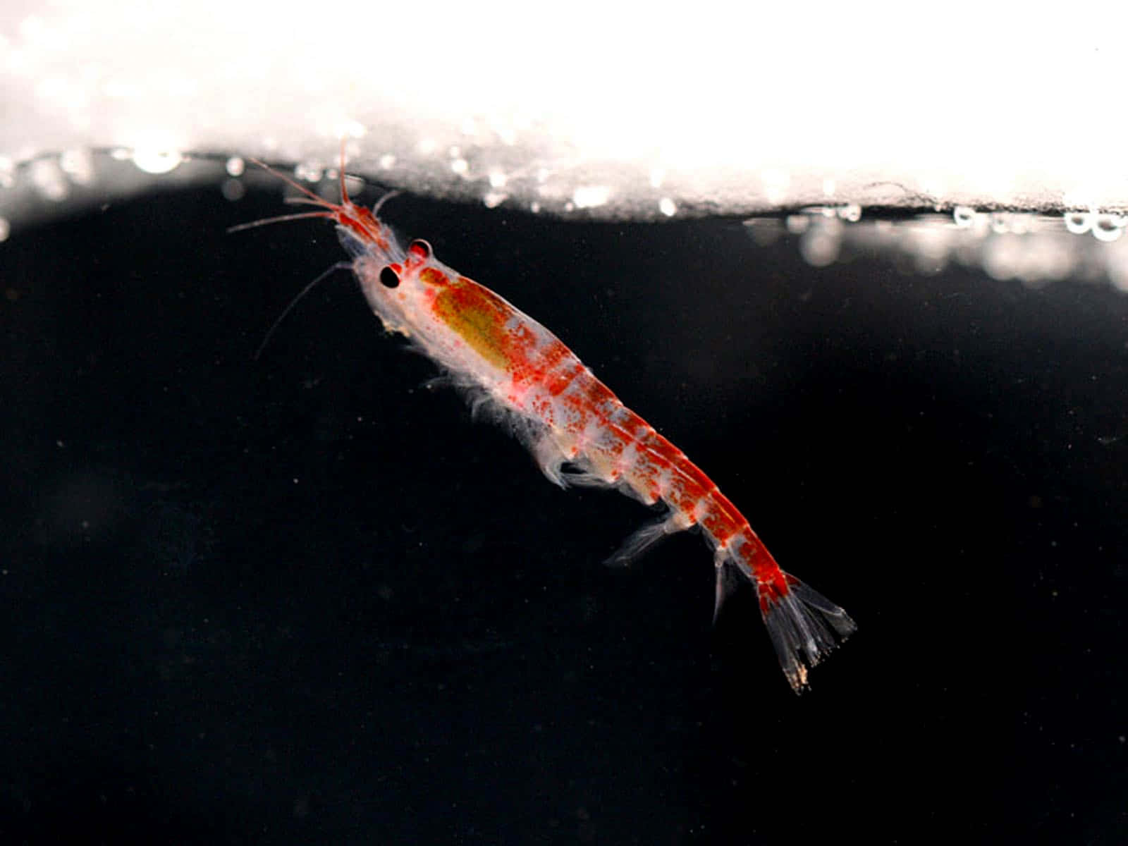 Krill Swimming Near Surface Wallpaper