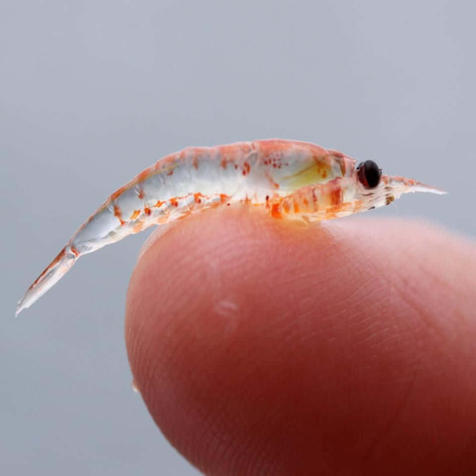 Krill Sur Le Bout Des Doigts Fond d'écran