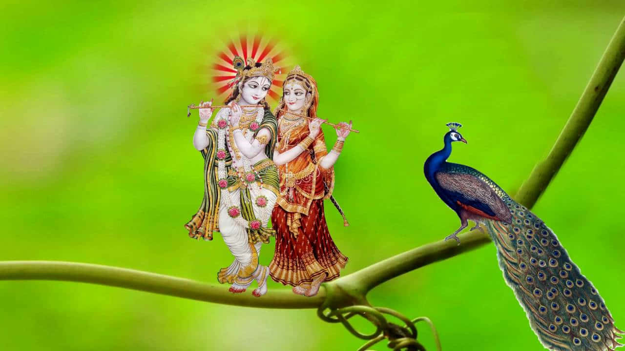 Krishna And Radha On Branch With Peacock Picture
