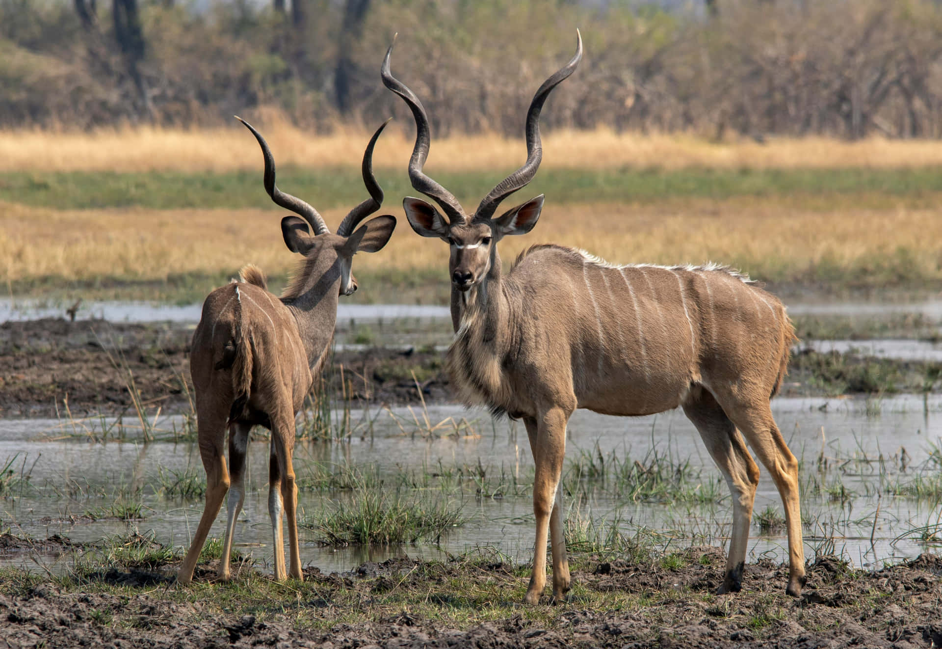 Kudu Antelopesby Waterhole Wallpaper