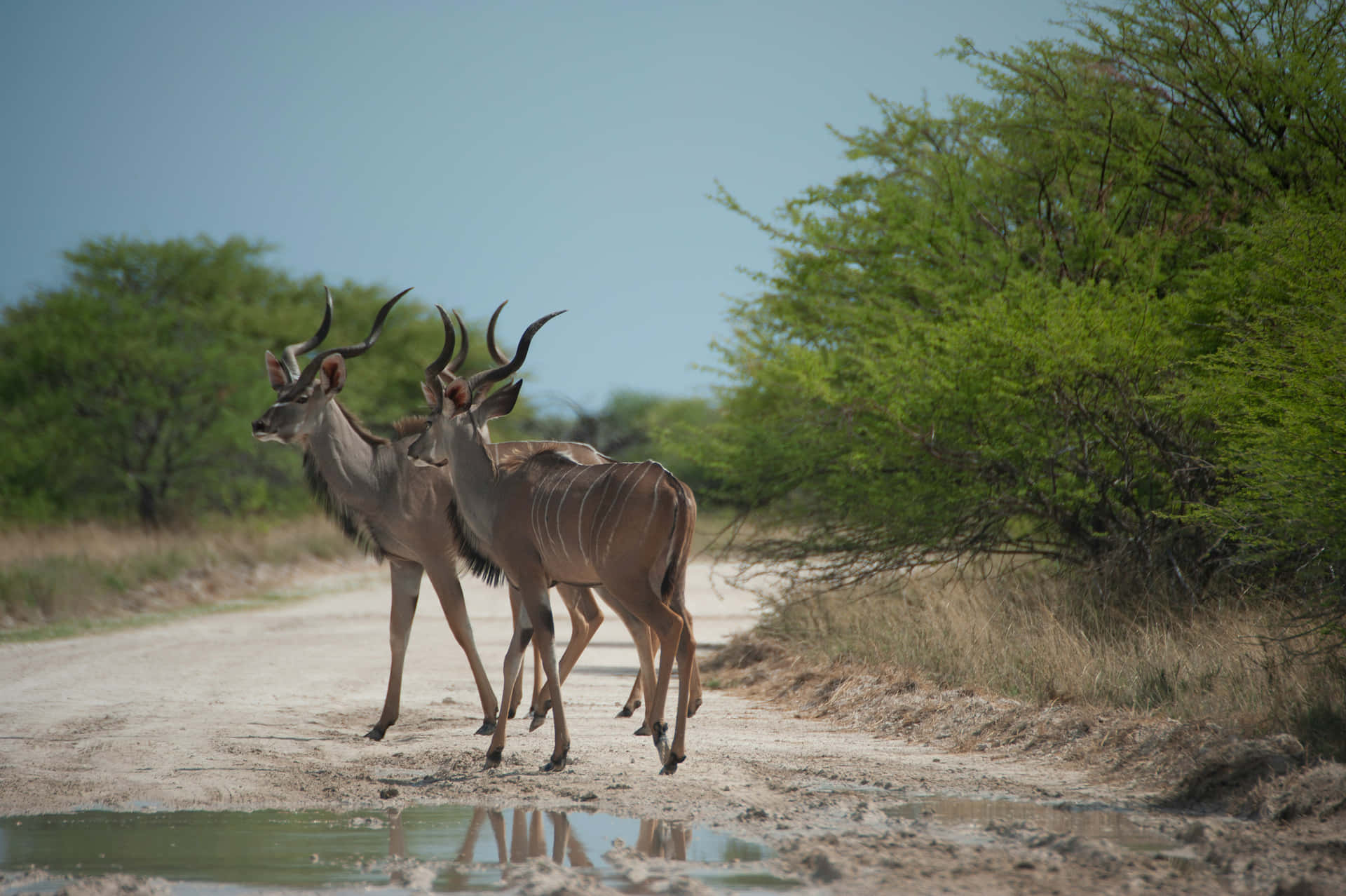 Kudu Antelopeson Safari Path Wallpaper