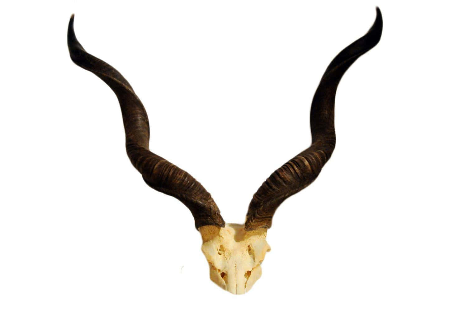 Kudu Skulland Horns Wallpaper