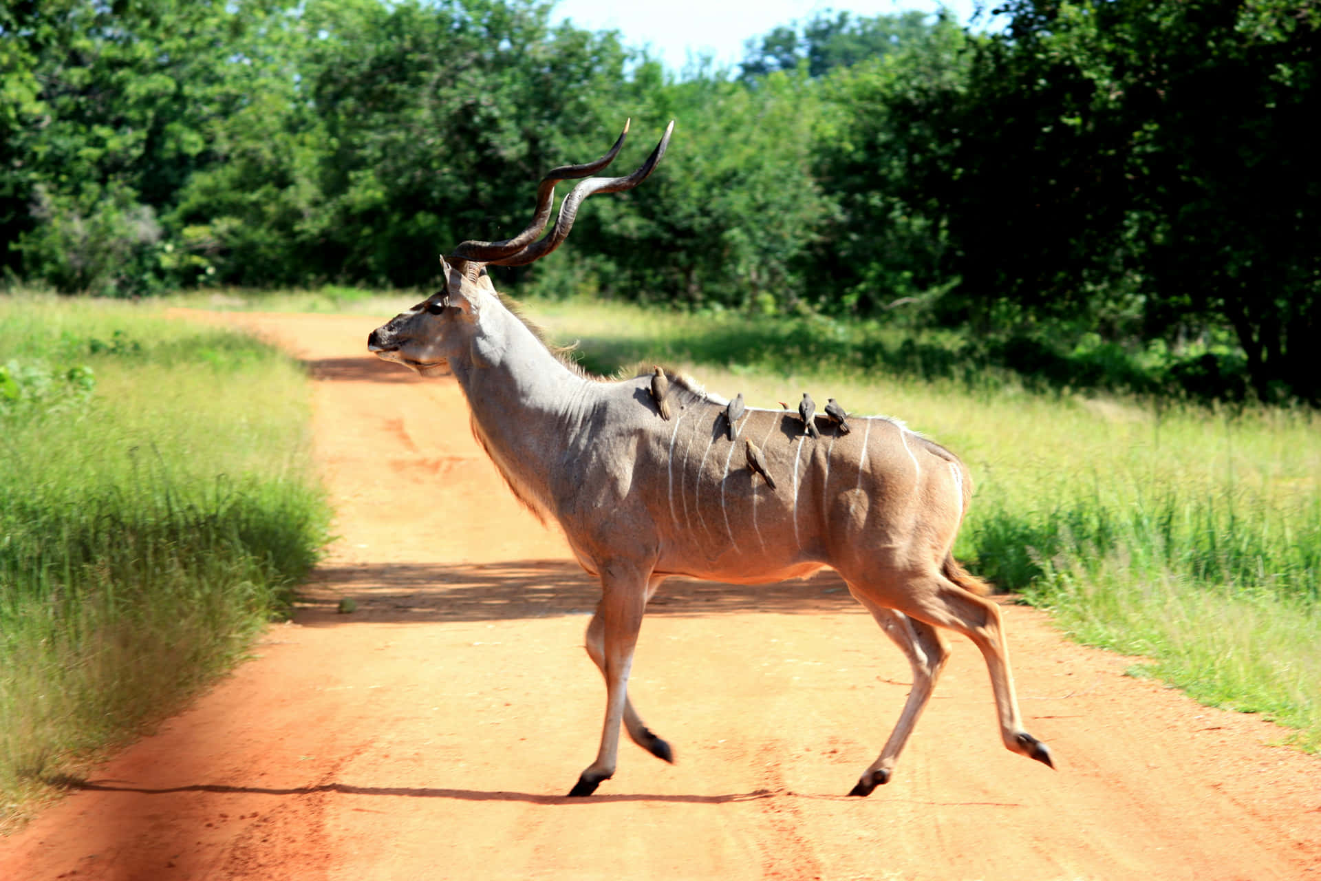 Kuduwith Oxpeckers Crossing Path Wallpaper