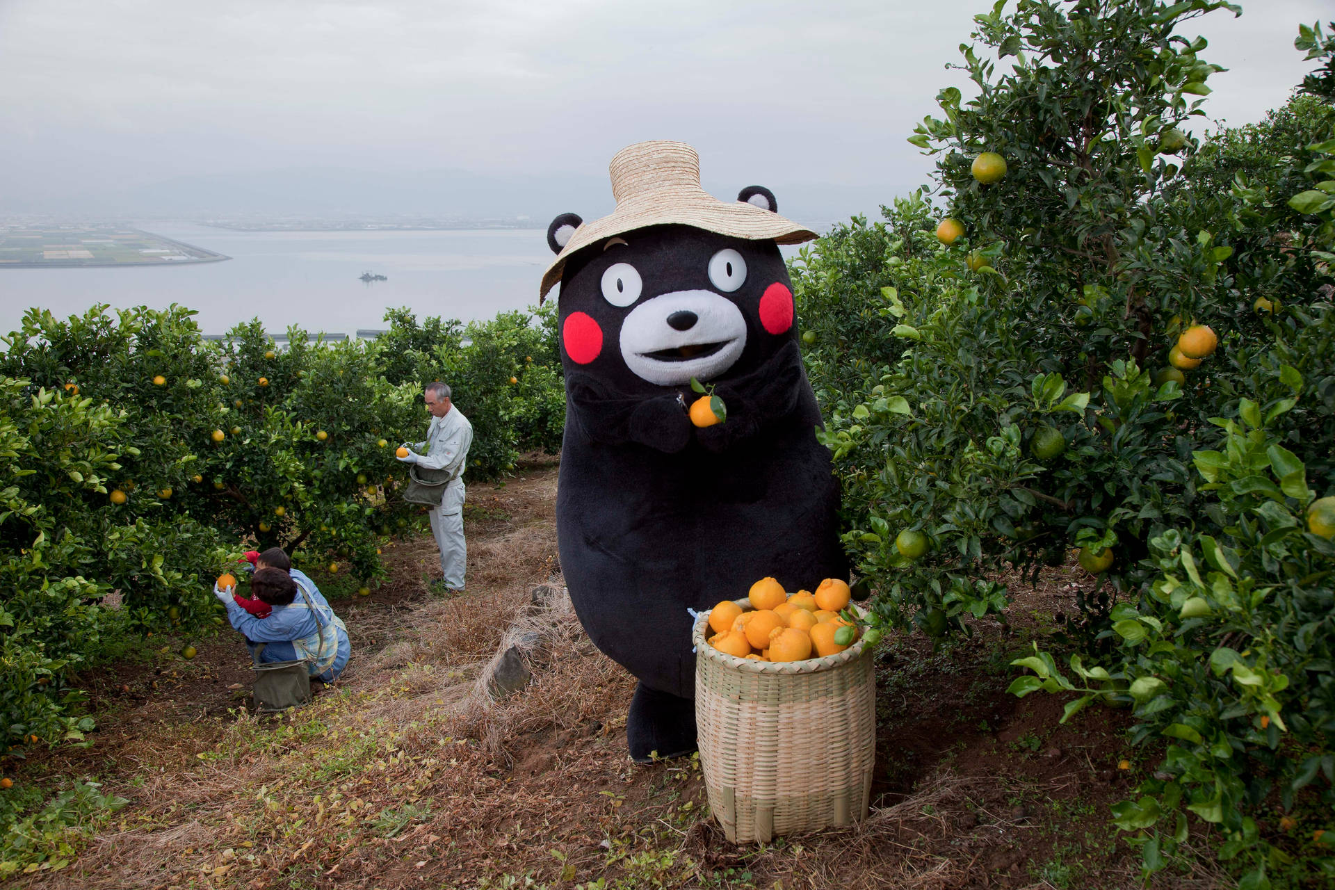 Kumamon Harvesting Citrus