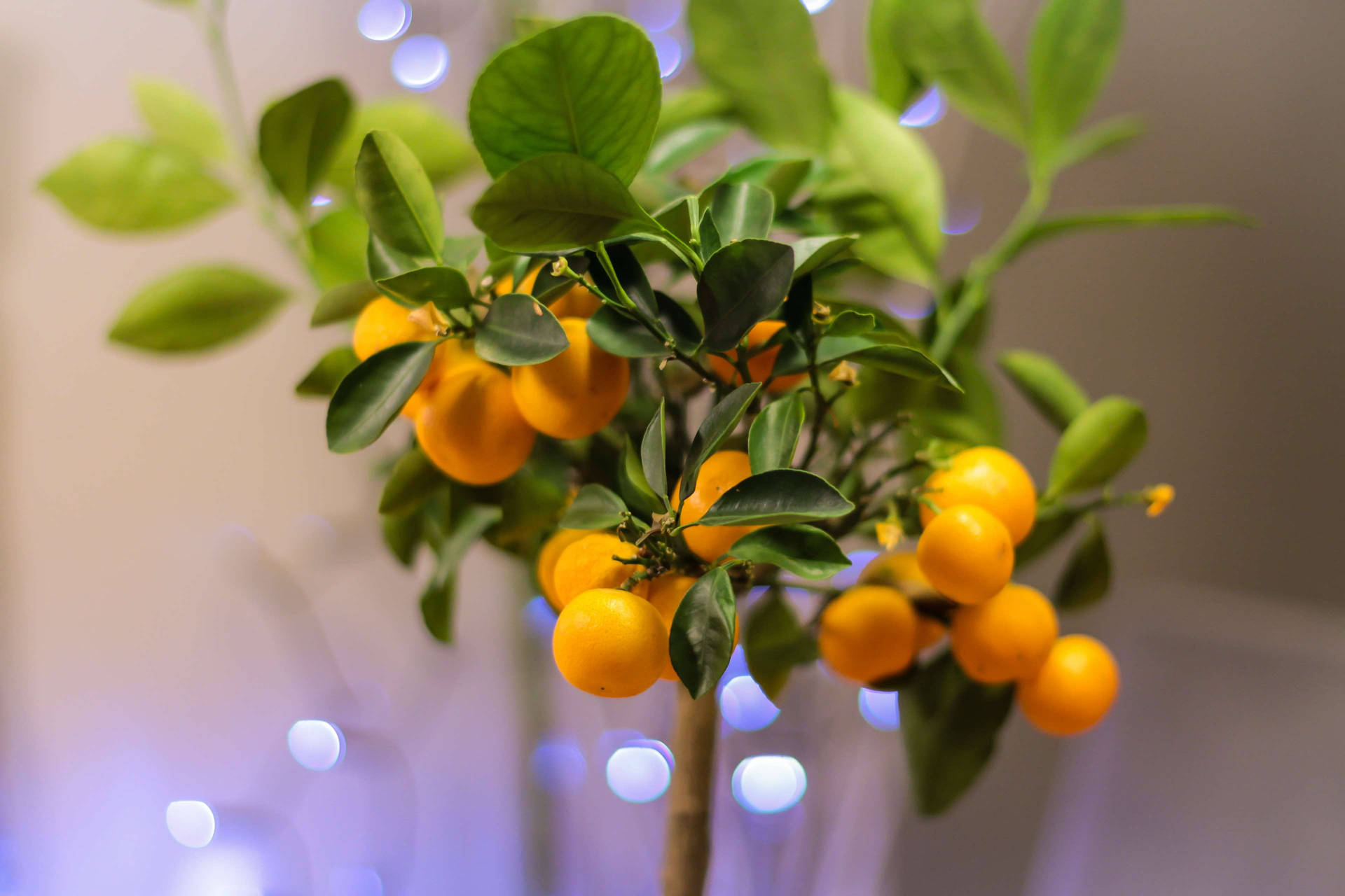 Kumquatfruktväxt, Fotograferad I Låg Vinkel. Wallpaper