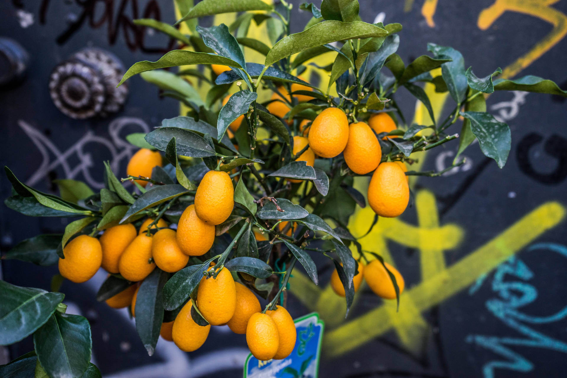 Kumquatfrüchtepflanze Nahaufnahme Aus Der Vogelperspektive. Wallpaper