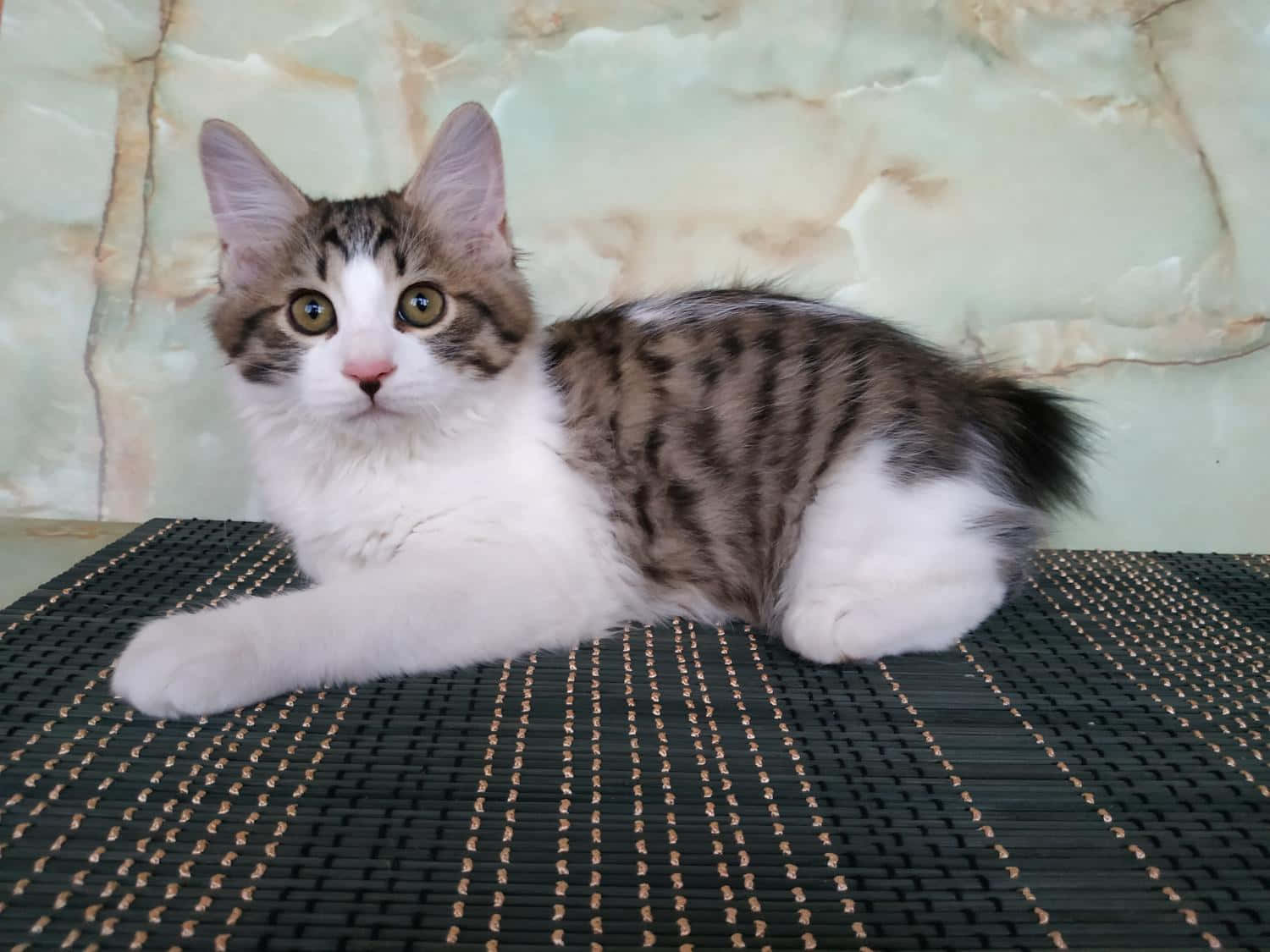 A majestic Kurilian Bobtail cat lounging on a wooden floor Wallpaper