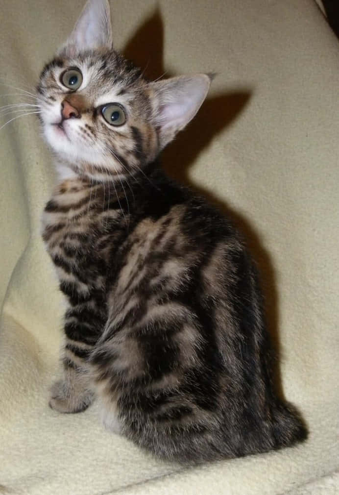 Adorable Kurilian Bobtail cat resting on a soft surface Wallpaper