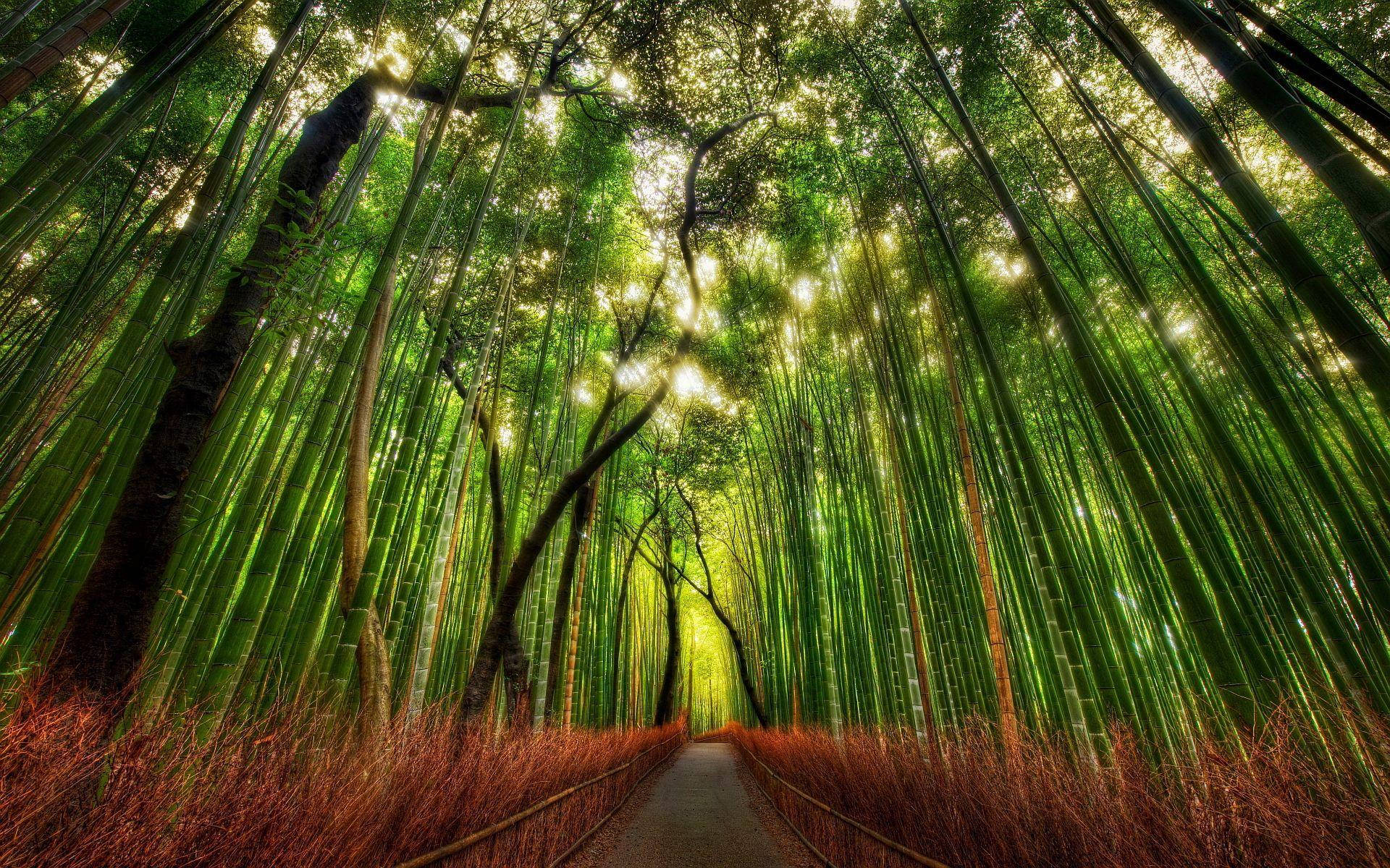 Bosquede Bambú De Kyoto Fondo de pantalla