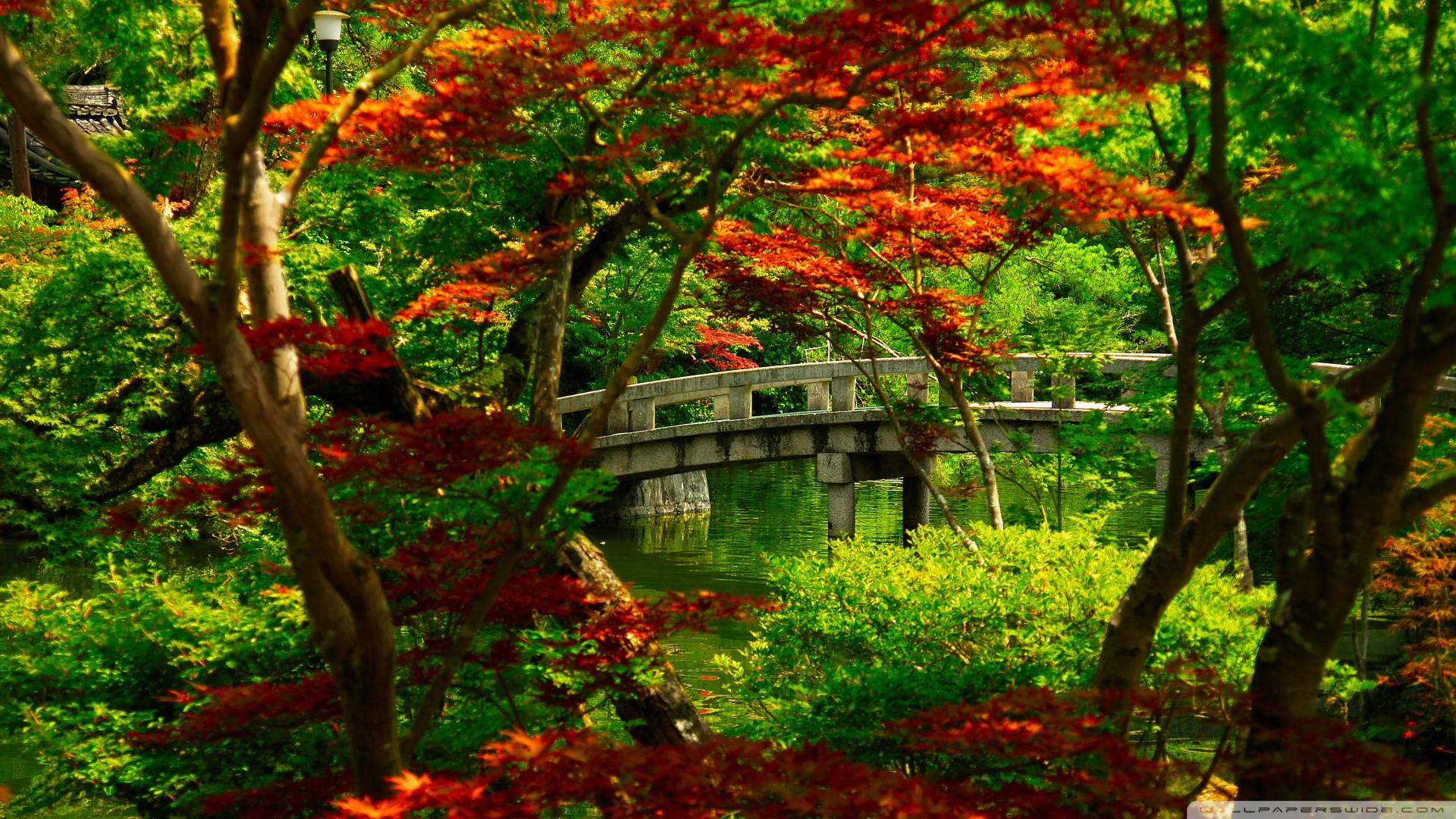 Kyoto Maple Bridge Wallpaper