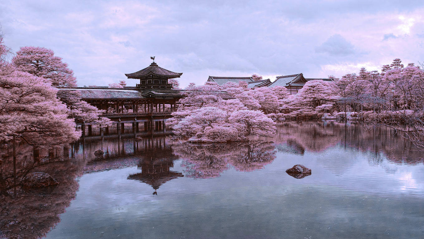 Kyoto Sakura Pond Wallpaper