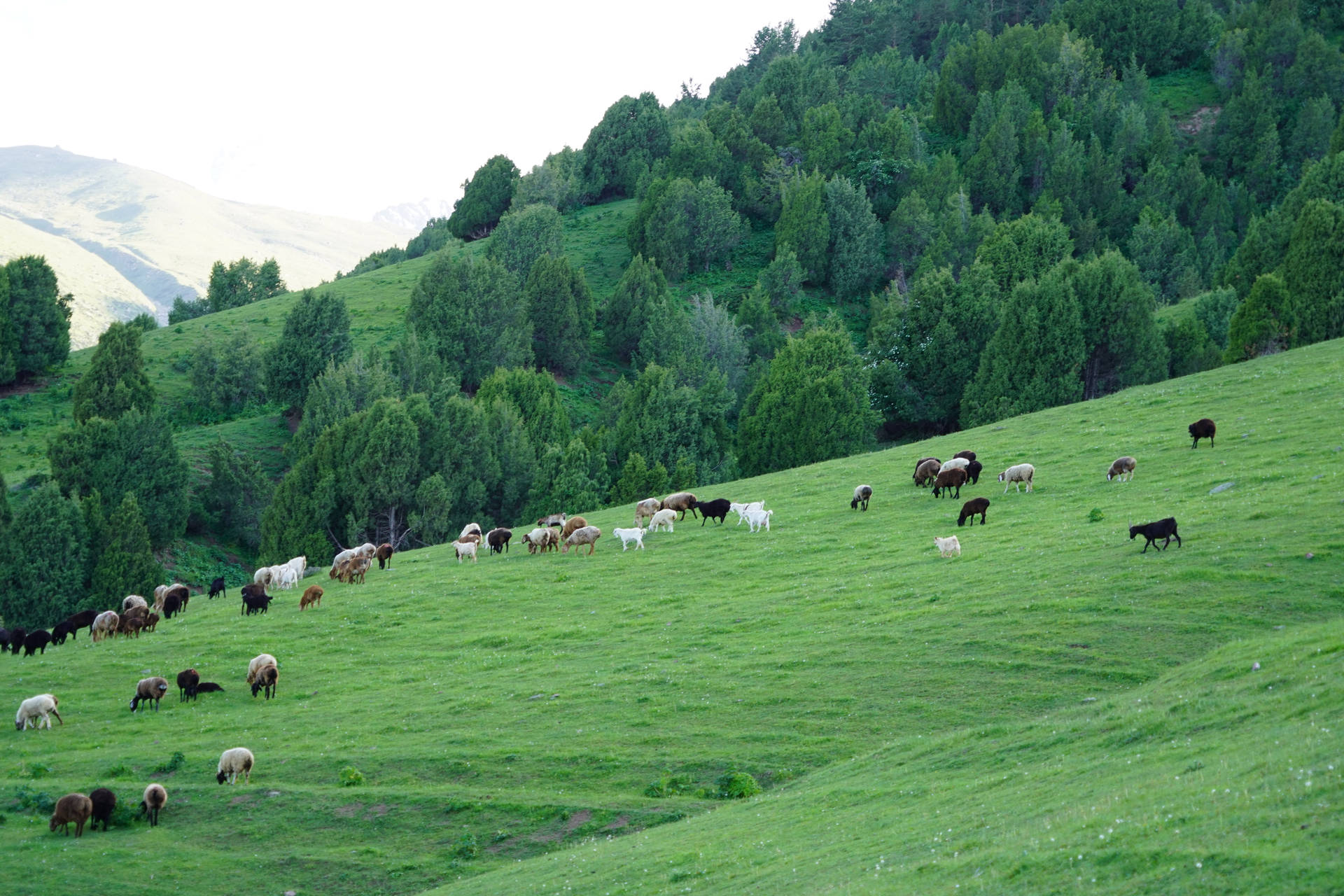 Kyrgyzstan Mountain Animals