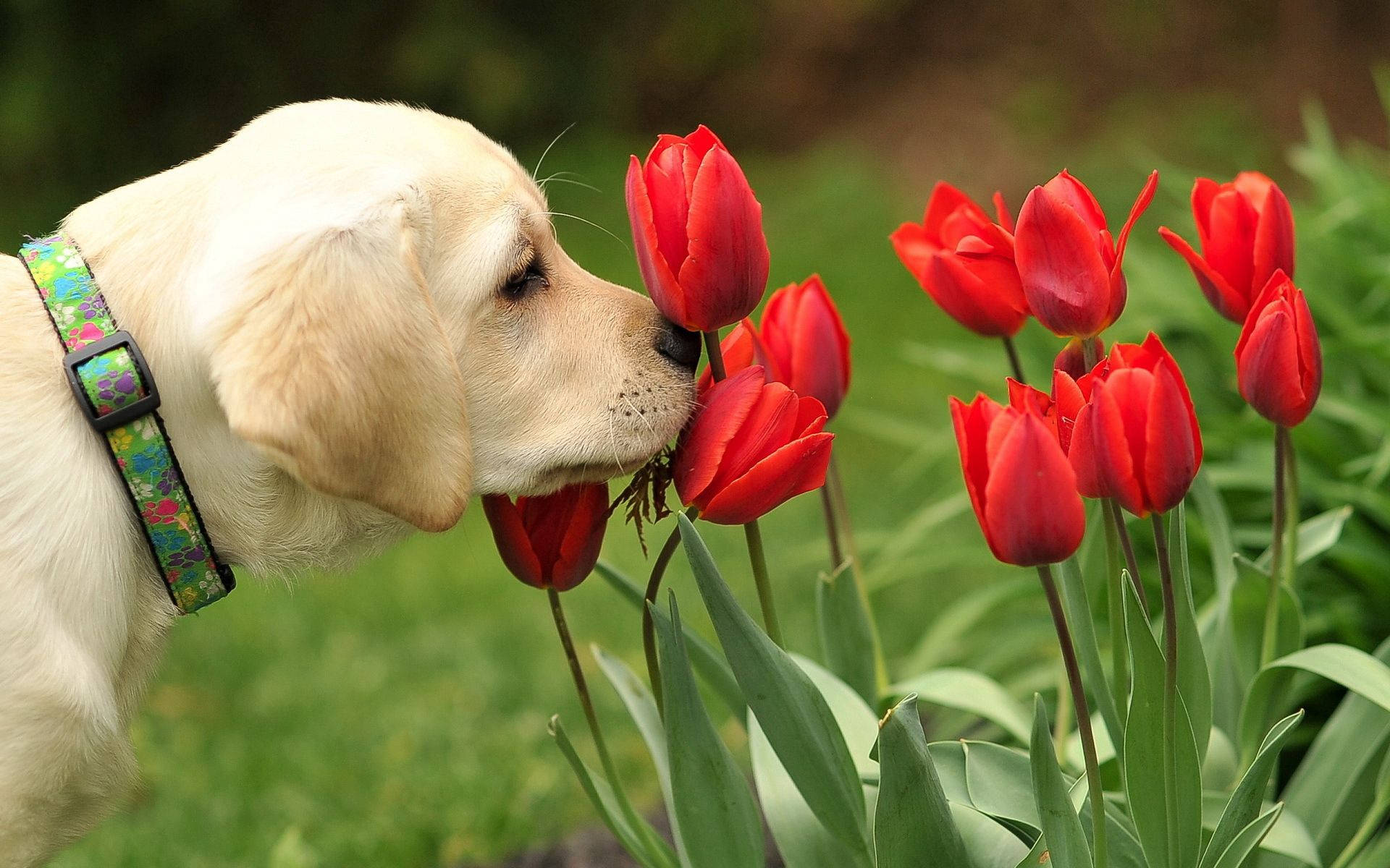 Dog wallpaper of cute Lab puppy smelling red tulips in the garden