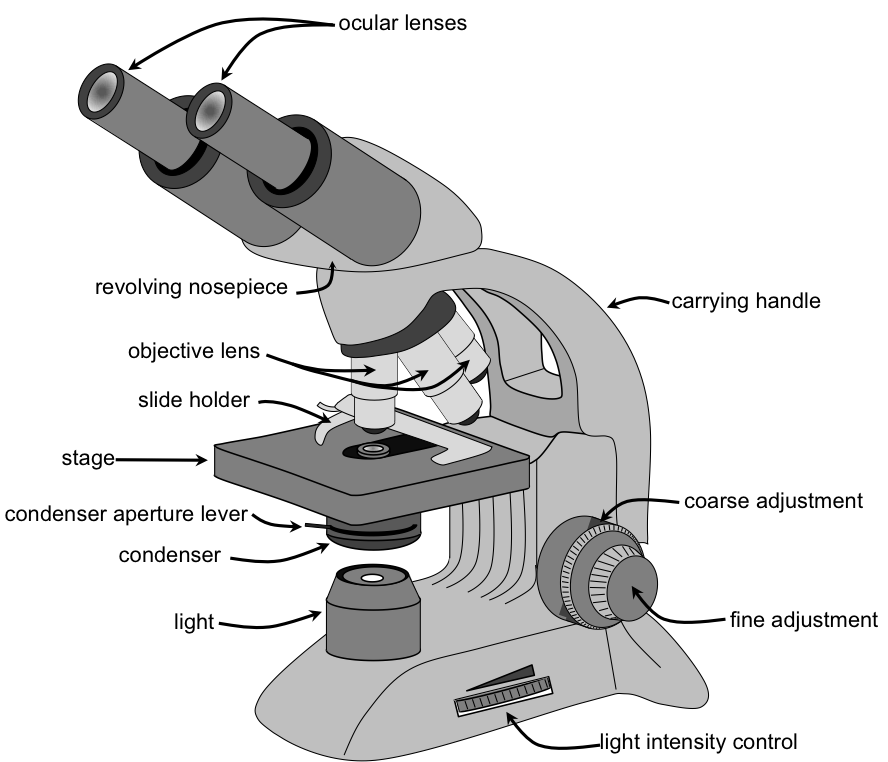 Labeled Compound Microscope Diagram PNG