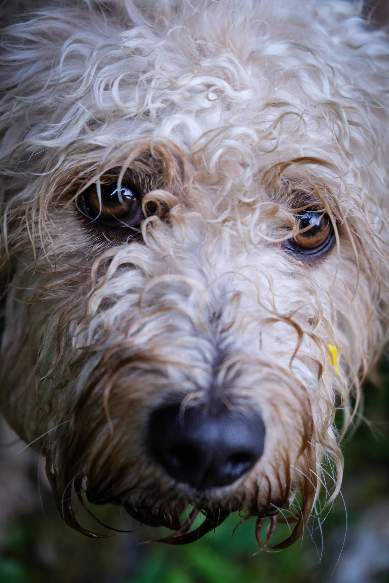 Labradoodle Cute Android Wallpaper