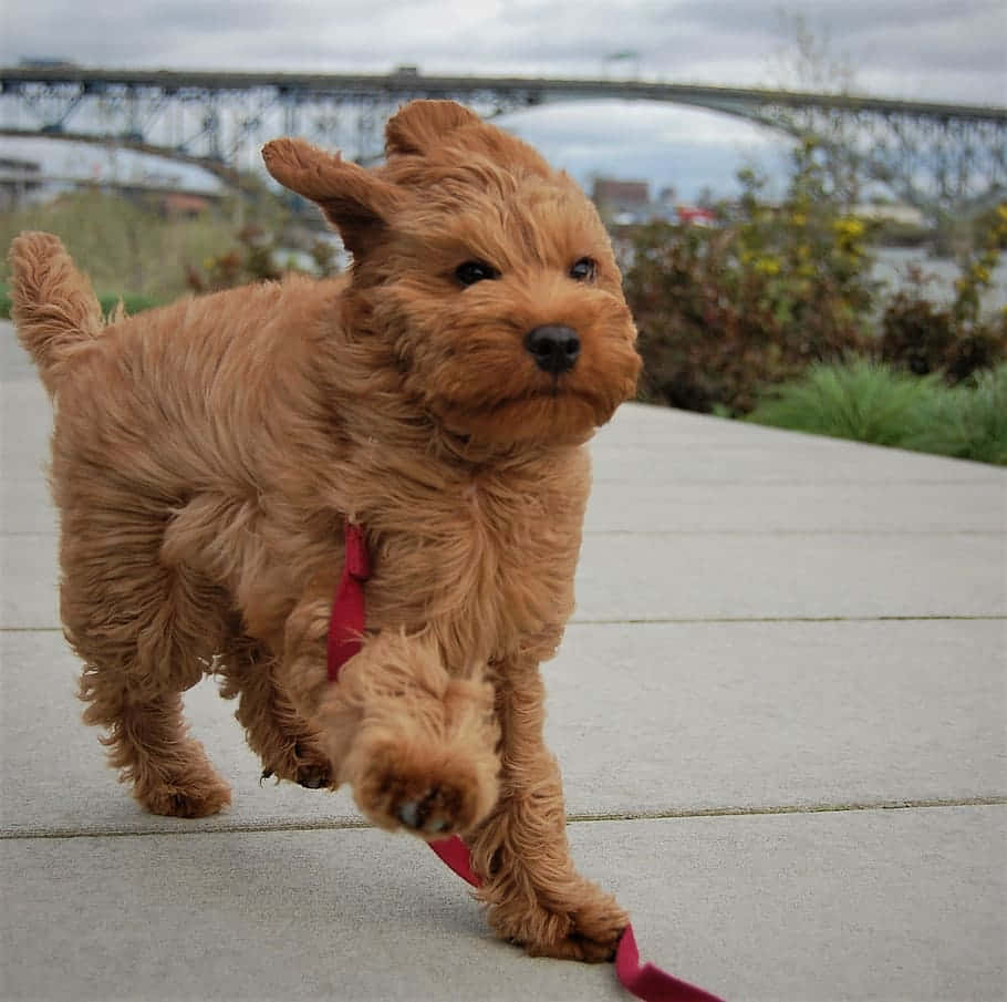 "That's me, an adorable Labradoodle pup!"