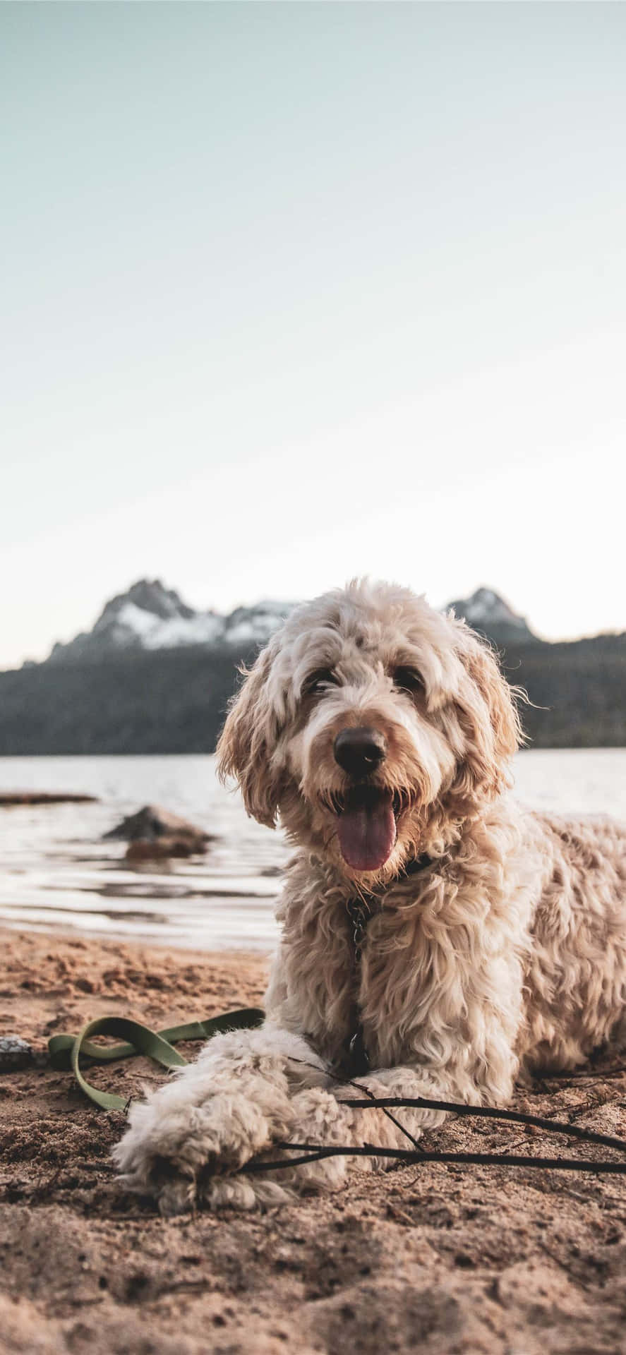 A cheerful Labradoodle enjoys a leisurely time outside in the sun