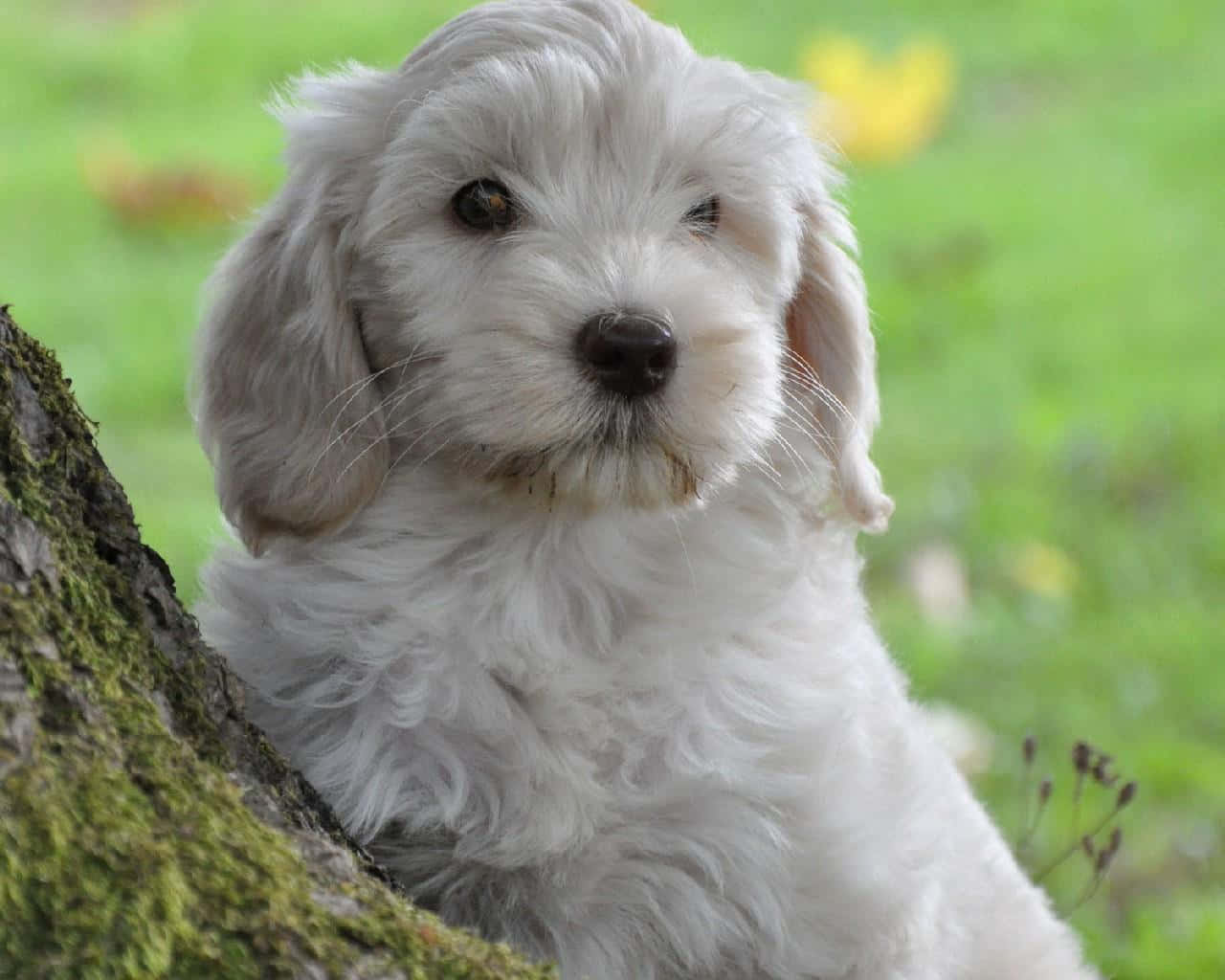 Sweet Labradoodle Puppy in Front of White Picket Fence