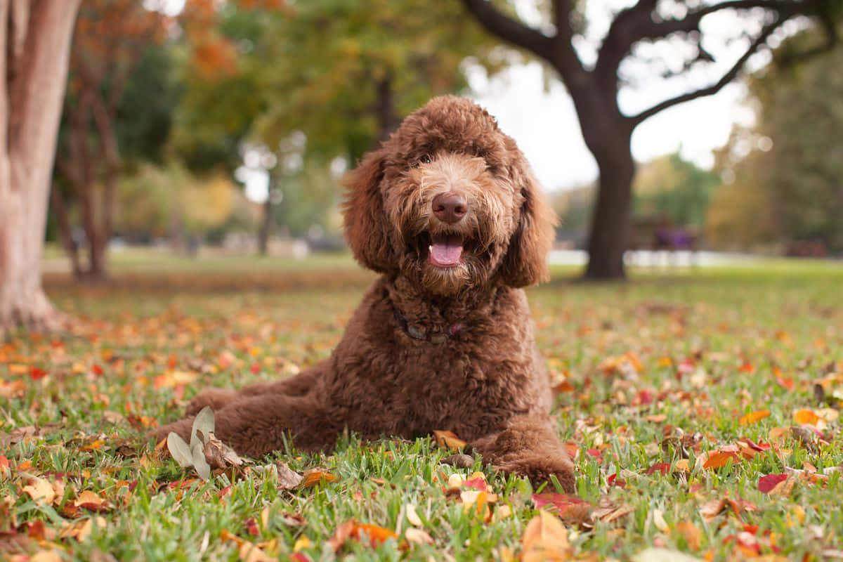 "This Labradoodle bringing smiles with its joyous demeanor."