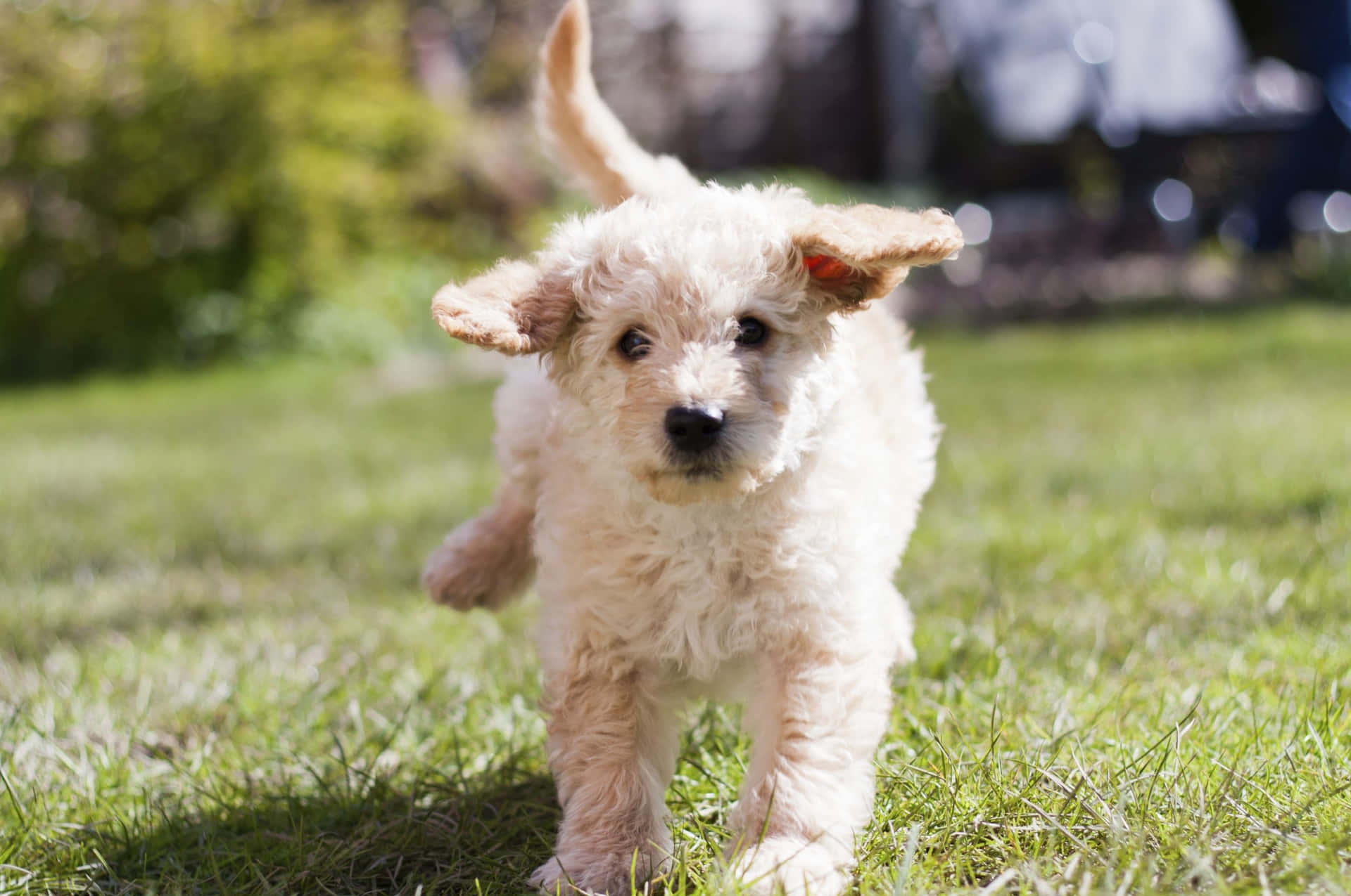 A Small Brown Puppy Running In The Grass
