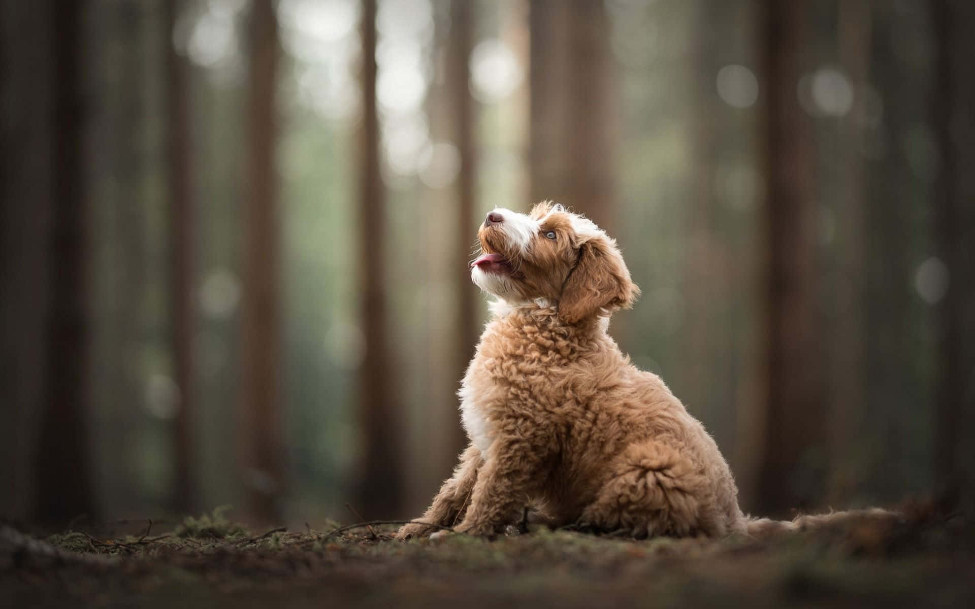 A happy Labradoodle pup