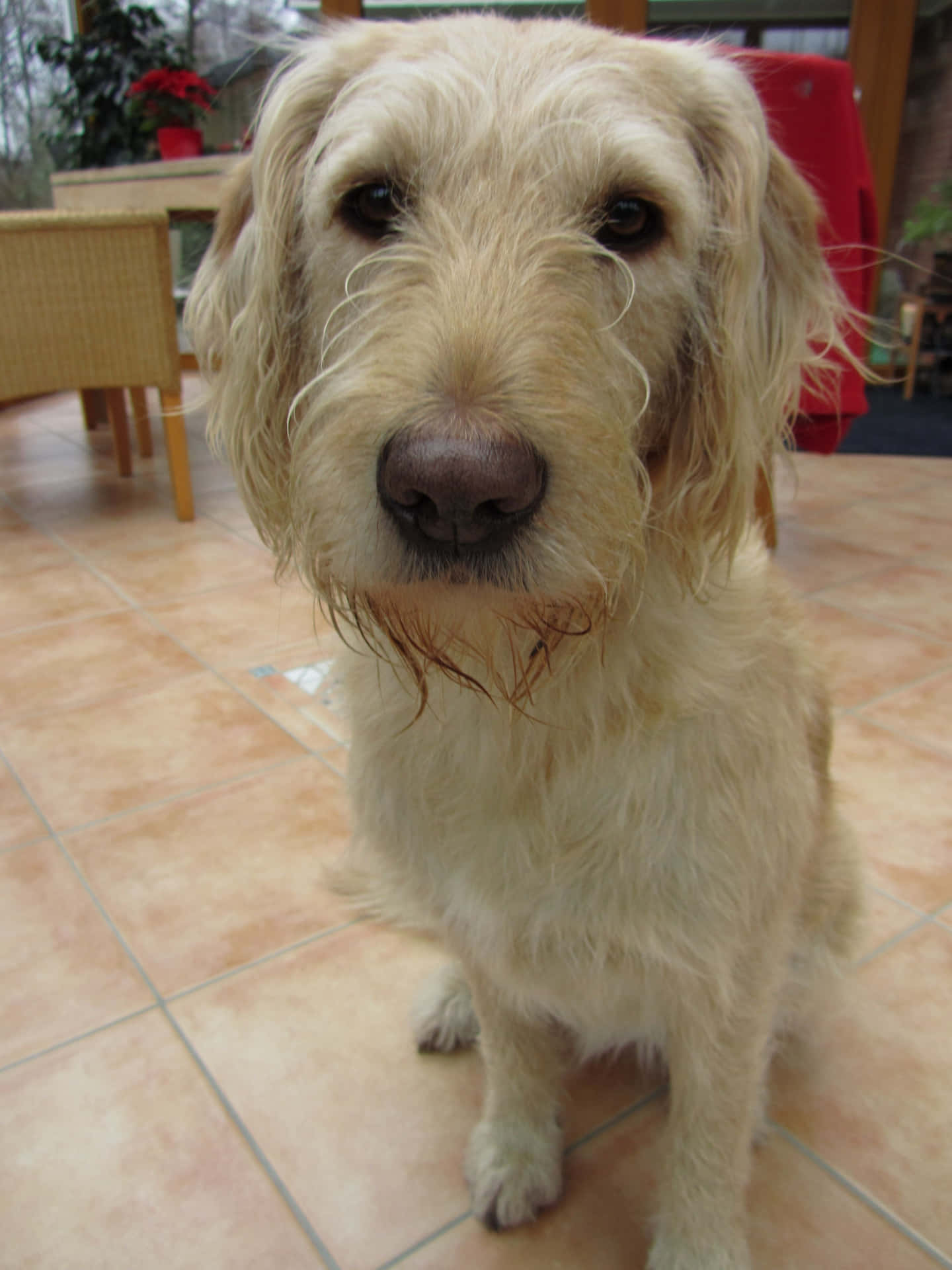 "This sweet Labradoodle is ready for cuddles and walks"