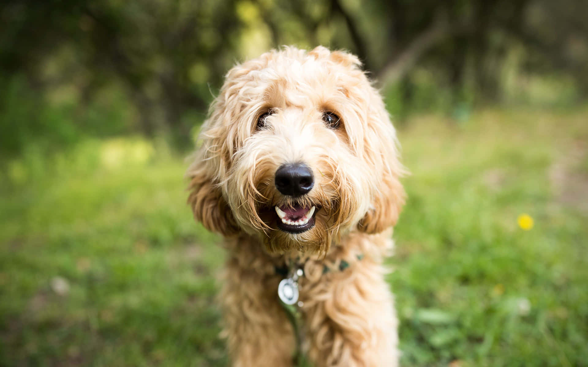 Adorable Labradoodle smiles wide with big, shining eyes!