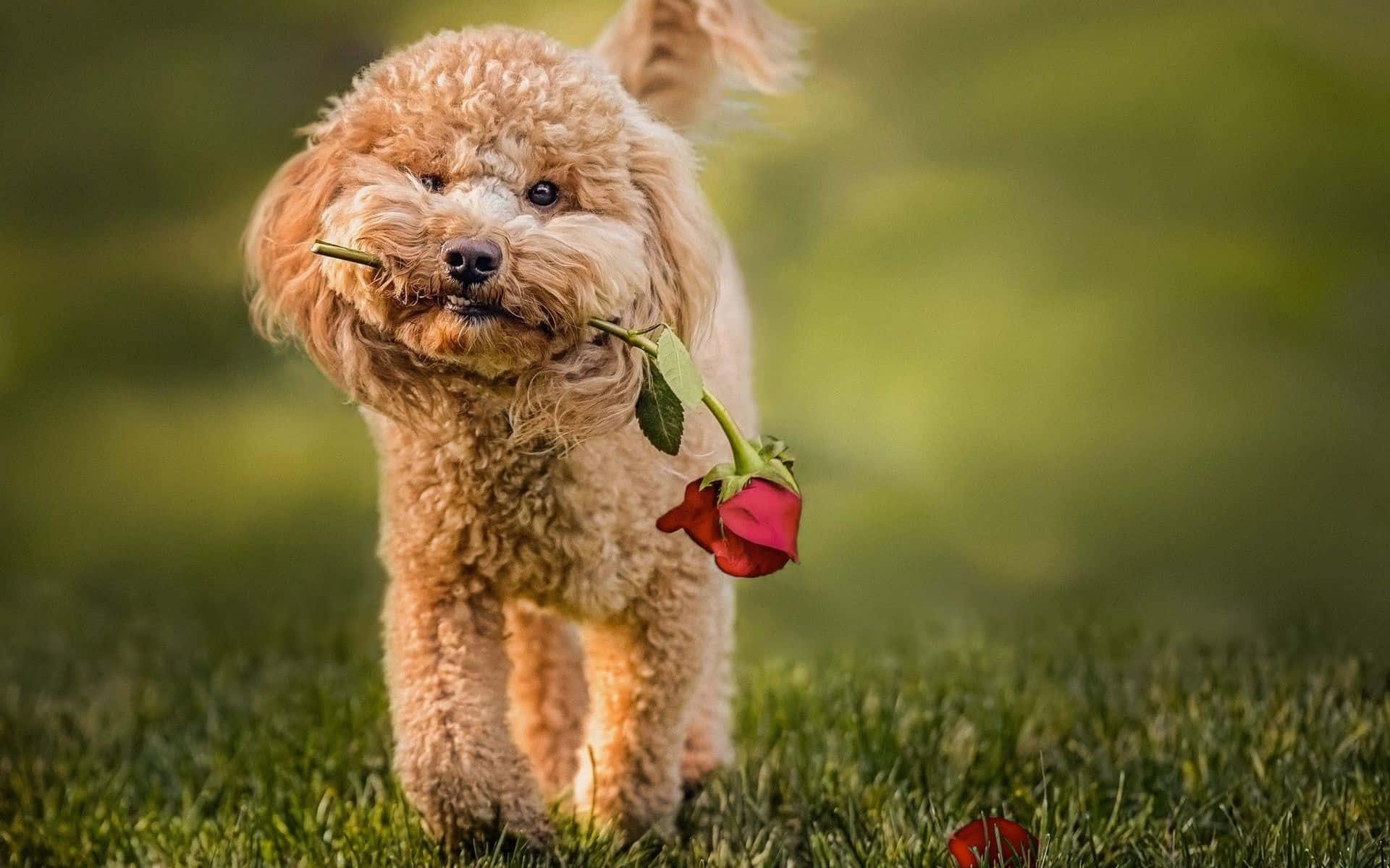 A Poodle Dog Holding A Rose In Its Mouth