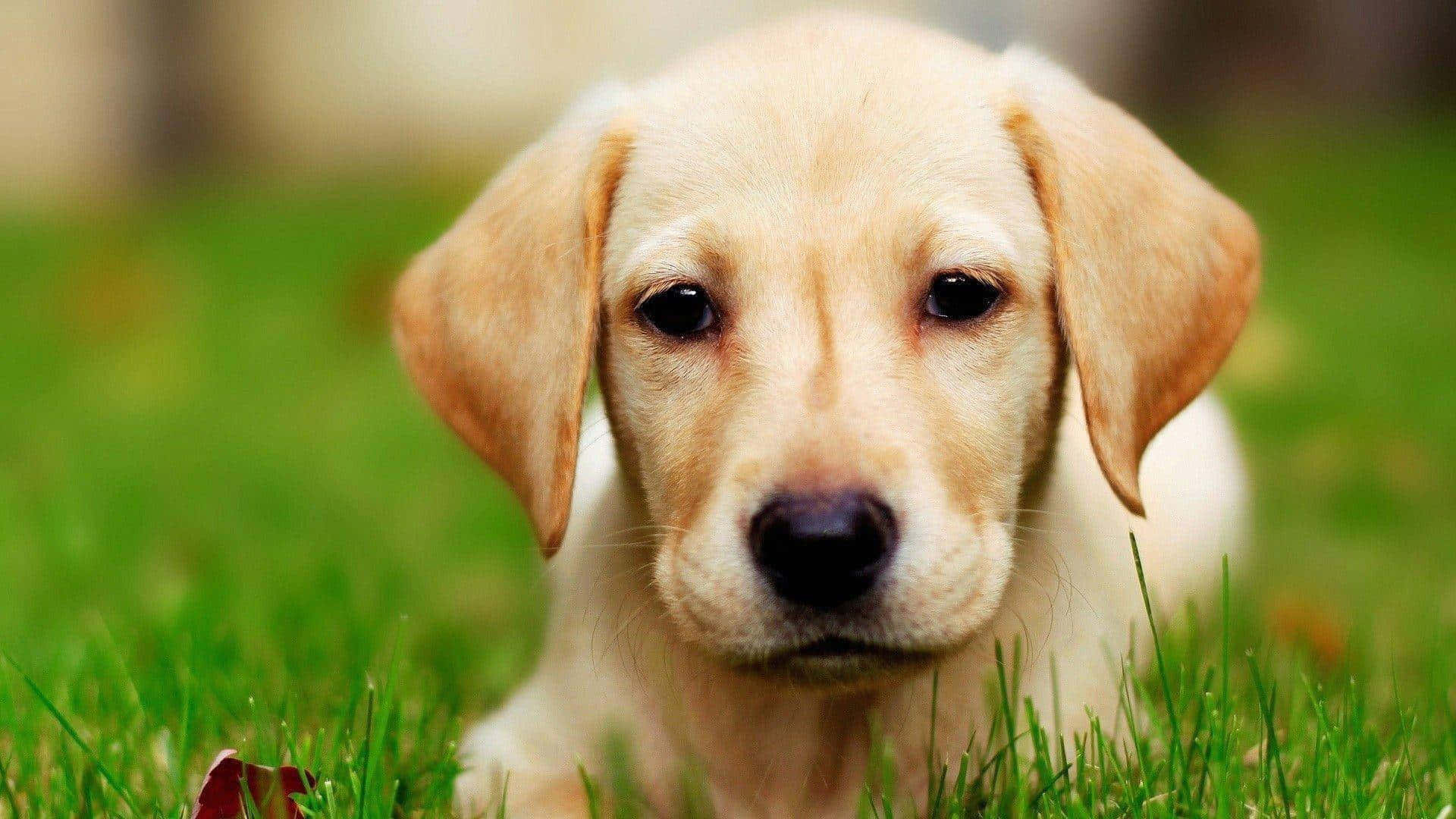 Labrador Background