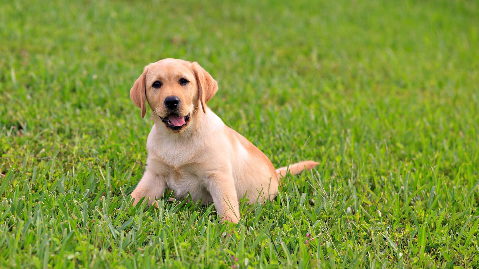 Labradorbaggrund.