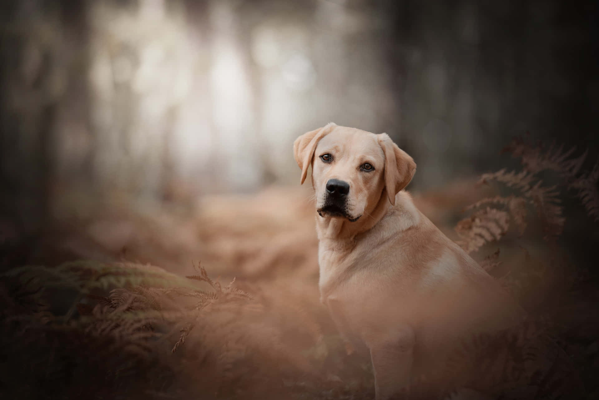 Labrador Background