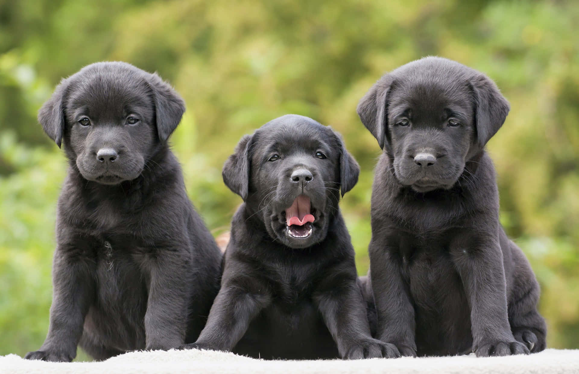 Fundode Tela Com Labrador.